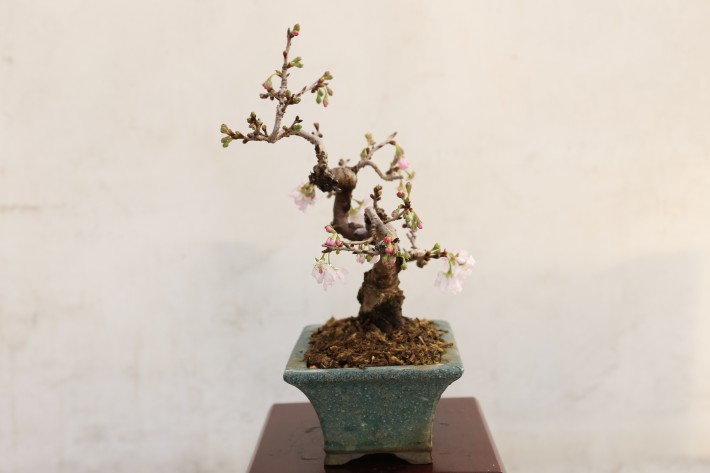 ジュウガツザクラ