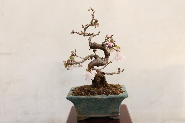 ジュウガツザクラ