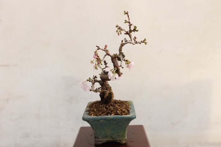 ジュウガツザクラ