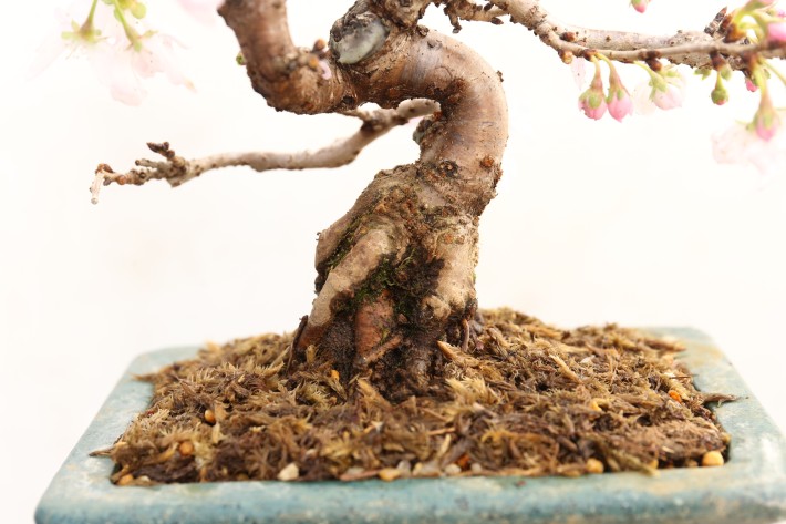 ジュウガツザクラ