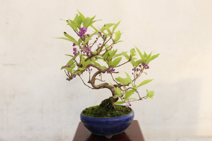 コムラサキシキブ