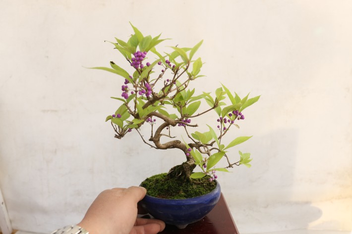 コムラサキシキブ