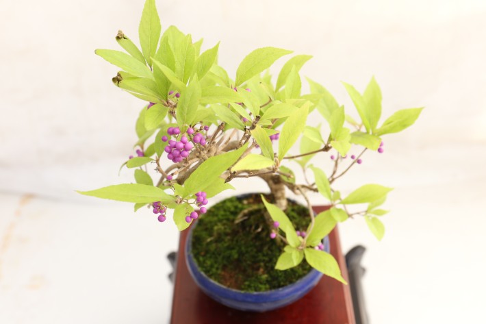 コムラサキシキブ