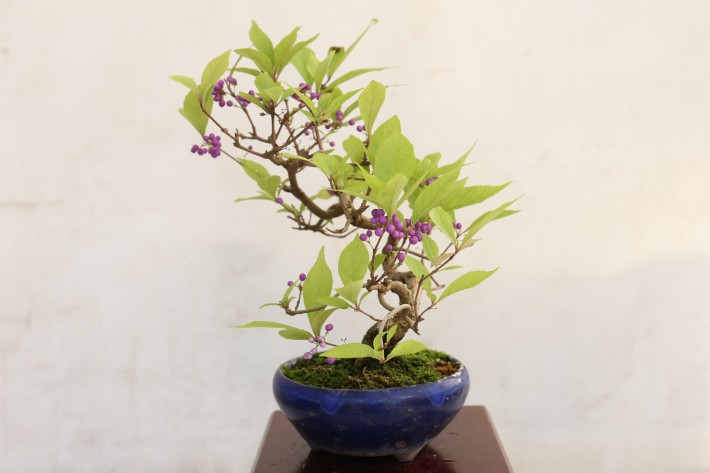 コムラサキシキブ