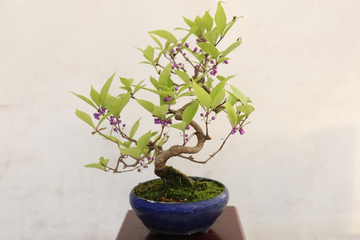 コムラサキシキブ