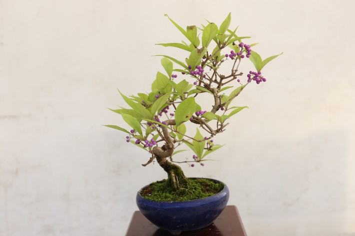 コムラサキシキブ