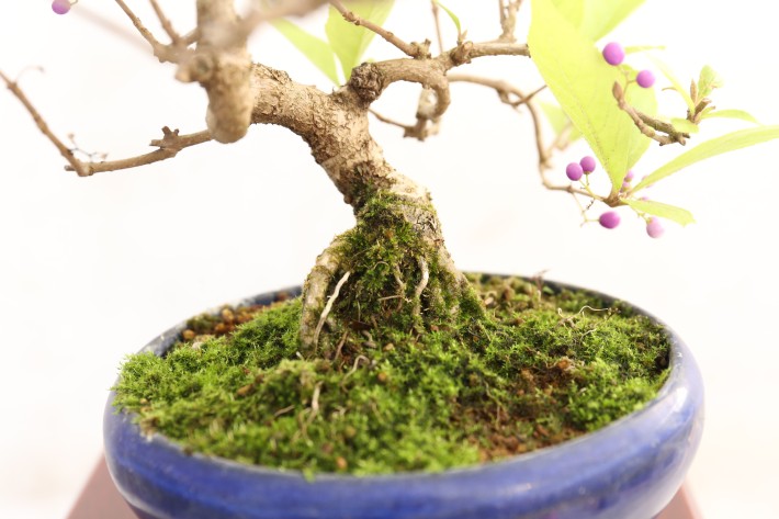 コムラサキシキブ