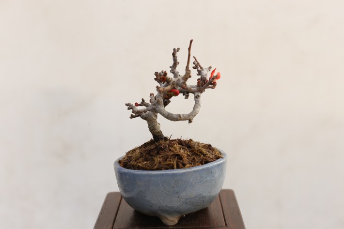 チョウジュバイ