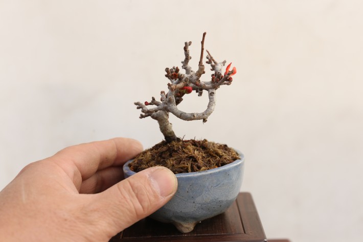 チョウジュバイ