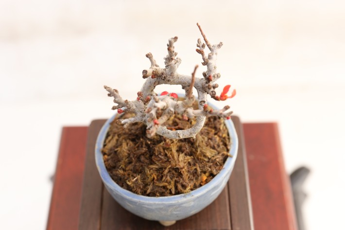 チョウジュバイ