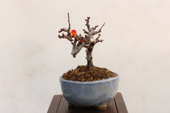 チョウジュバイ