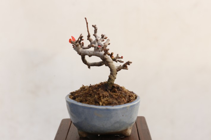 チョウジュバイ