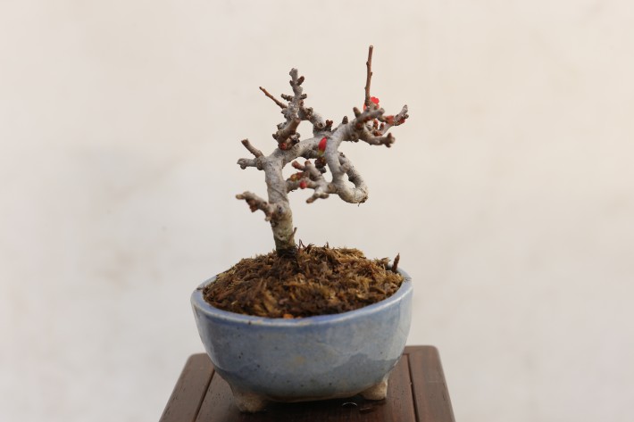 チョウジュバイ