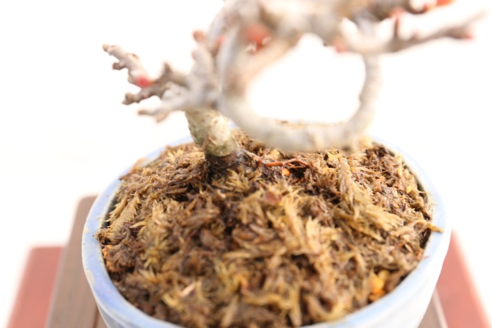 チョウジュバイ