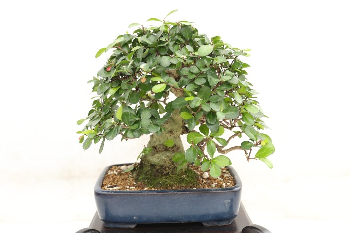 ハリツルマサキ