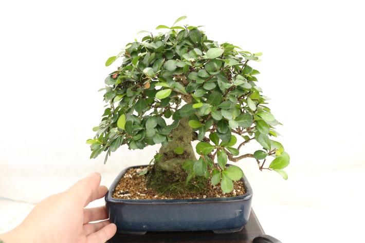 ハリツルマサキ