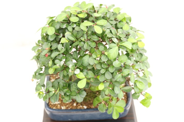 ハリツルマサキ