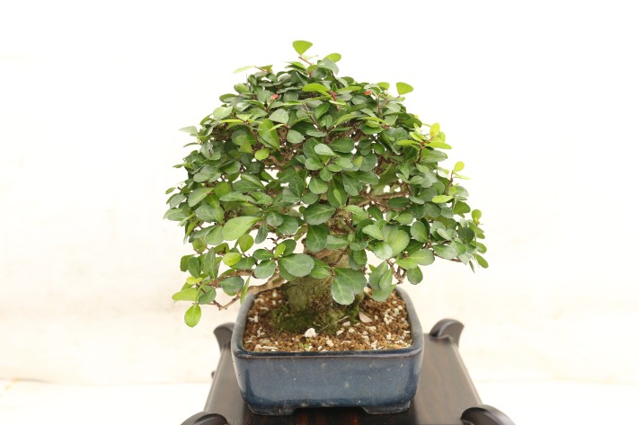 ハリツルマサキ