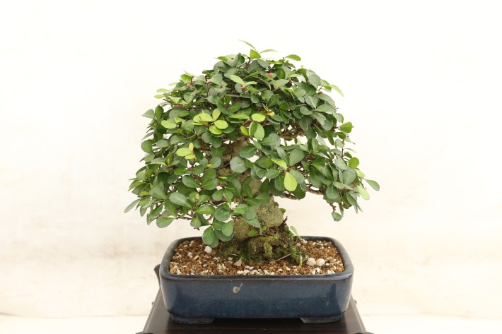 ハリツルマサキ