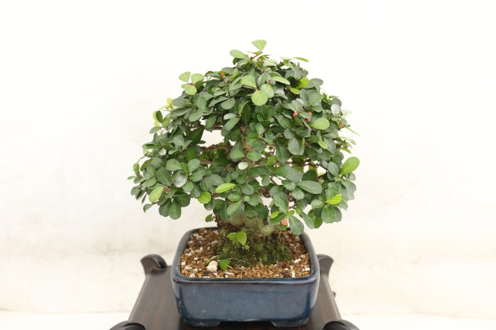 ハリツルマサキ