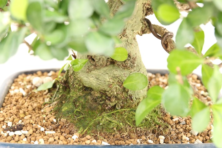 ハリツルマサキ