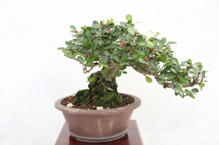 ハリツルマサキ