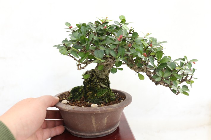 ハリツルマサキ