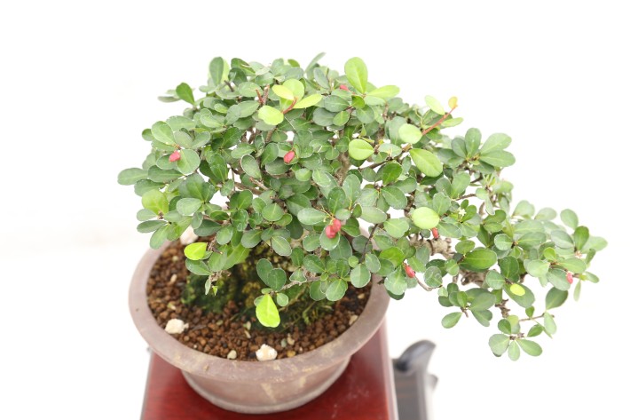 ハリツルマサキ