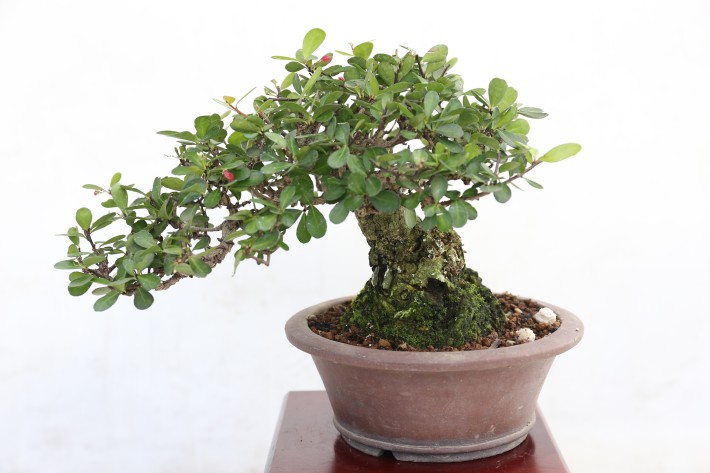 ハリツルマサキ