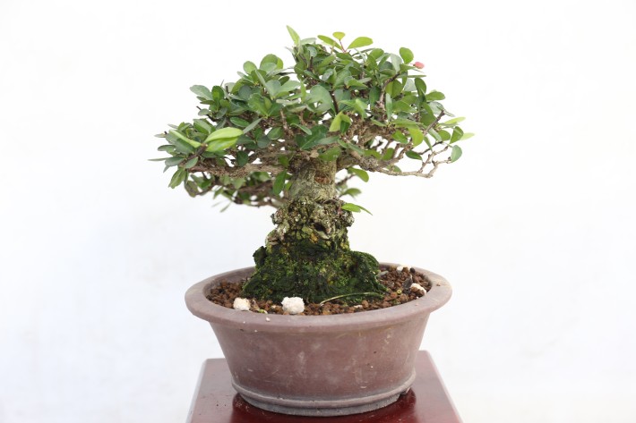 ハリツルマサキ