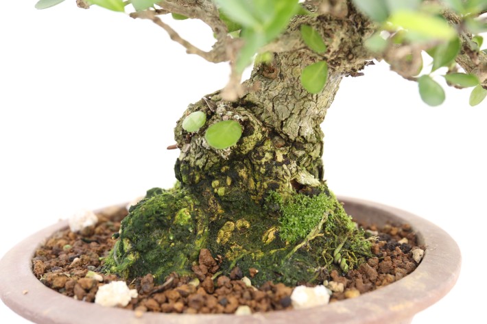 ハリツルマサキ