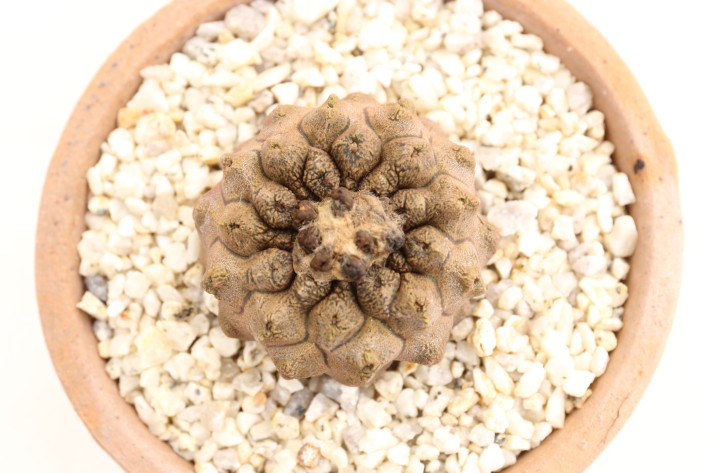 リザードスキン