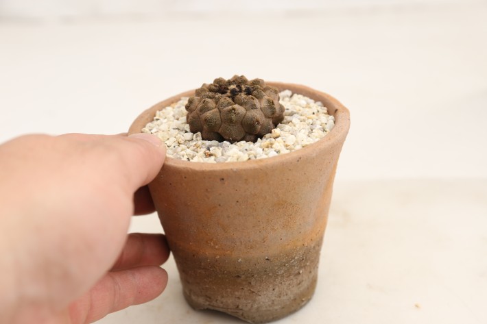 リザードスキン