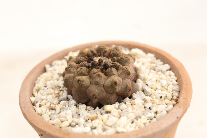 リザードスキン