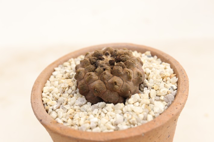 リザードスキン