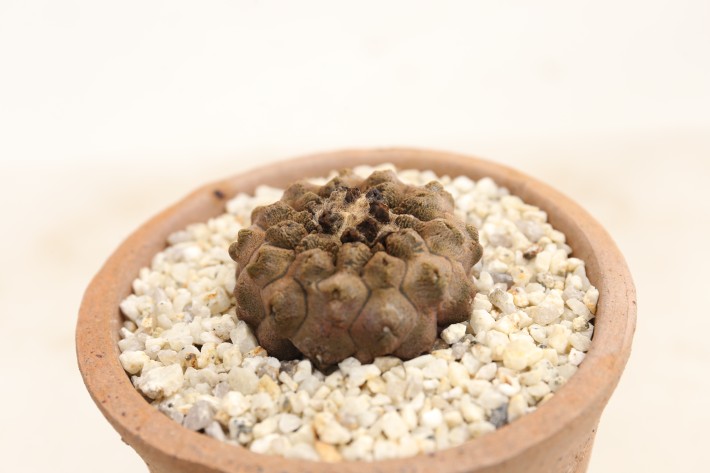 リザードスキン