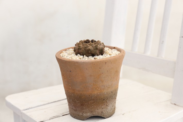 リザードスキン