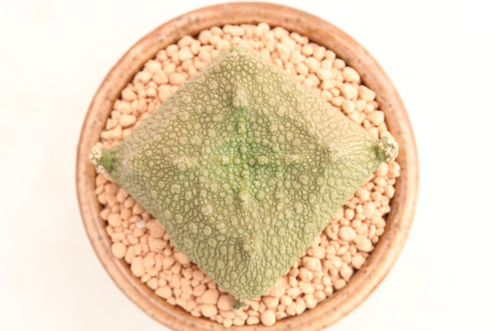 クビフォルミス