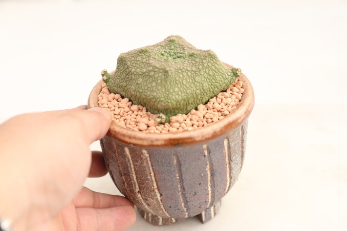 クビフォルミス