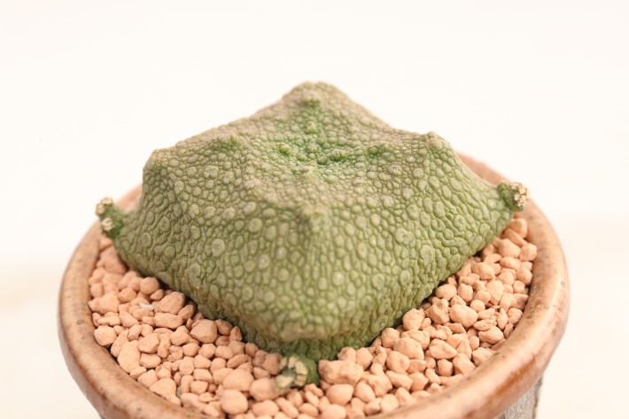 クビフォルミス