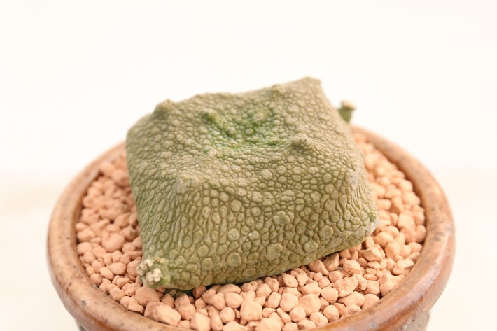 クビフォルミス