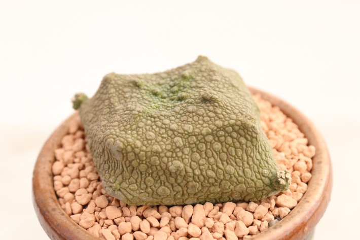 クビフォルミス