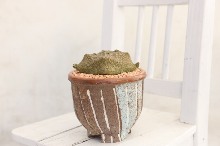 クビフォルミス