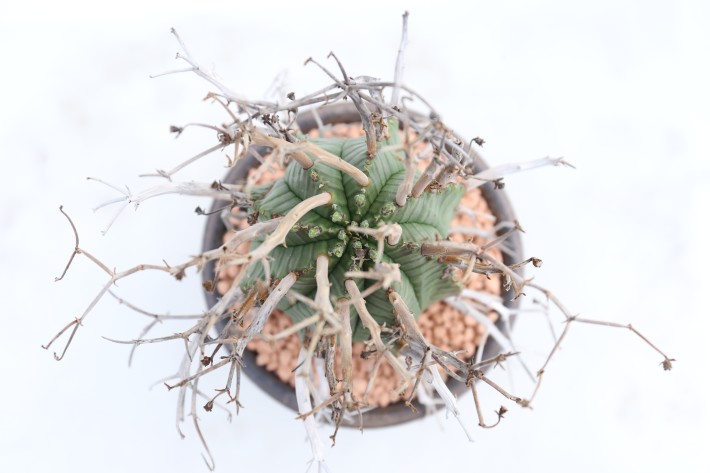 スーパーバリダ