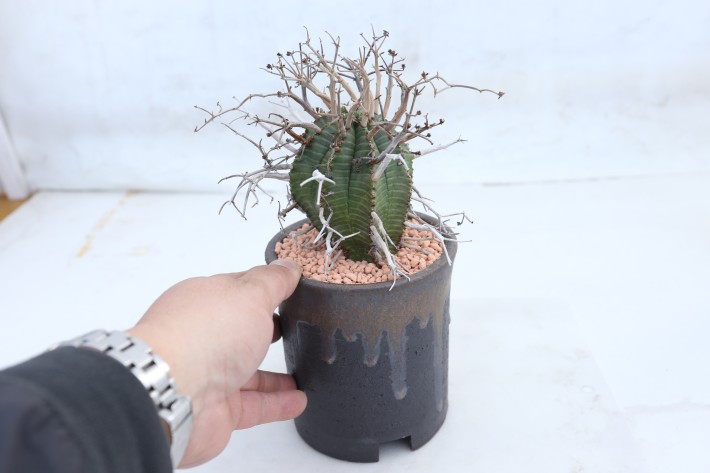 スーパーバリダ