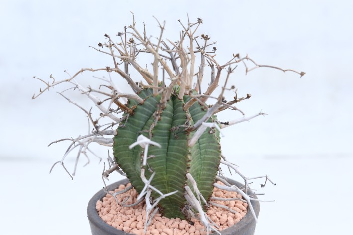 スーパーバリダ