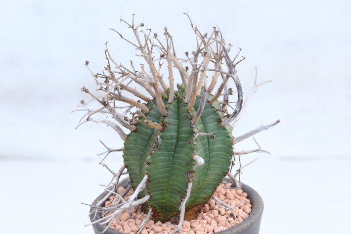 スーパーバリダ