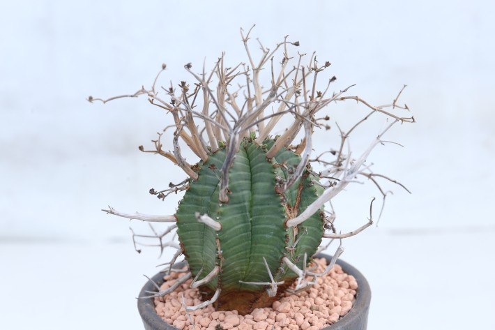 スーパーバリダ