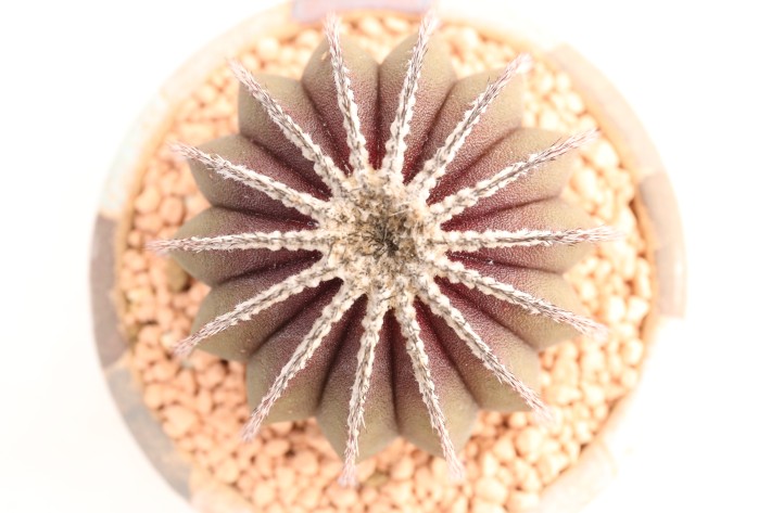 ペクチニフェラ