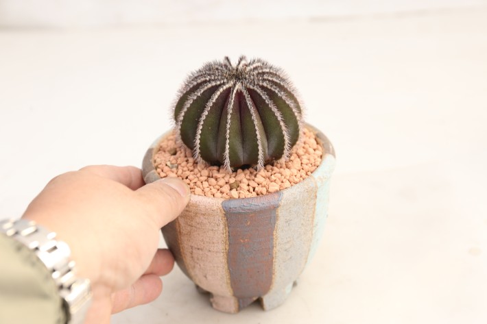 ペクチニフェラ